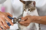 Jak usunąć pazury u kotów i czy warto to robić?