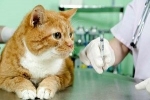 Jak rozwija się toksoplazmoza u kotów i jej objawy