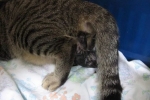 Jak rodzą się koty: definicja ciąży i porodu