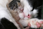 Jak rodzą się koty. Porady i wskazówki weterynaryjne
