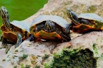Jak żółwie czerwonolicy kojarzą się w domu