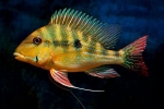 Jak ryby śpią w wodzie: cechy strukturalne narządów wzroku