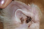 Jakie choroby uszu trwale uszkodzą słuch twojego psa?