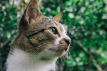 Czym są choroby oczu u kotów i jak je leczyć