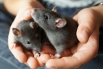 Jakie są domowe szczury ozdobne