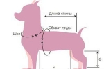 Jakie są rozmiary ubrań dla psów i jak je znaleźć?