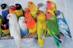 Jakie są rodzaje papug domowych