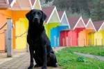 Jakie kolory rozróżniają psy?