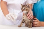 Jakie szczepienia podaje się kotom i kiedy