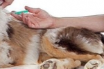 Jakie szczepienia podaje się psom: czy przed szczepieniem należy odrobaczyć, czy można się zaszczepić??