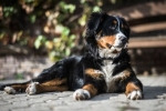 Jakie są przyczyny biegunki u psa i co z tym zrobić