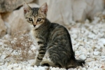 Kot kalifornijski świecący: zdjęcie, opis, kolor, charakter, wzorzec rasy