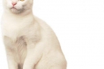 Zdjęcie kota kao mani, historia i opis rasy, charakteru, opieki