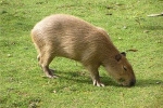 Kapibara w domu: ciekawe fakty, jakie zwierzę