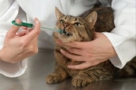 Ketofen dla kotów - instrukcje użytkowania i dawkowania