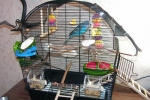 Klatka dla papug - błędy początkujących miłośników ptaków i cechy kupowania nowego domu dla zwierzaka