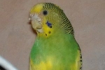 Knemidokoptoza u papug