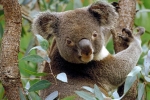 Koala (łac. Phascolarctos cinereus)