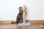 Drapak dla kotów: funkcje związane z majsterkowaniem
