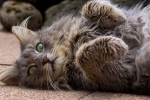 Maty u kotów: przyczyny pojawiania się, sposoby usuwania mat u kotów i zapobieganie ich pojawianiu się