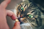 Kompleksy witamin dla kotów i kotek w ciąży