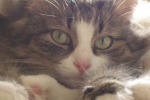 Karma dla kotów arden grange: dbanie o dietę twojego pupila