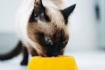 Holistyczna karma dla kotów: lista, ocena, recenzje