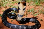 Kobra królewska jest największym jadowitym wężem