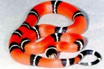 Wąż królewski (lampropeltis)